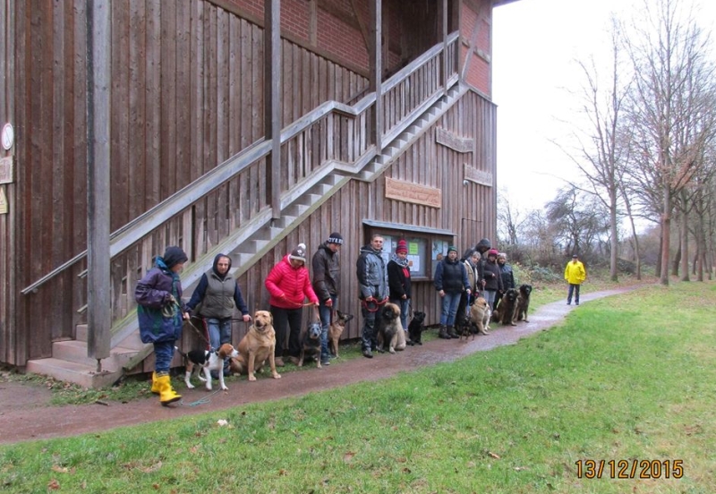 Hundeplatz 08.11.2015  2 